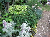 植栽画像